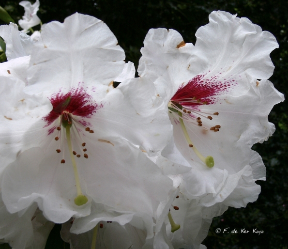 Bois des Moutiers (127) mai 2012